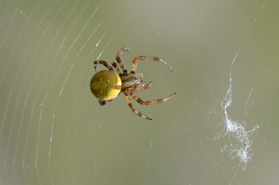 Araneus quadratus
